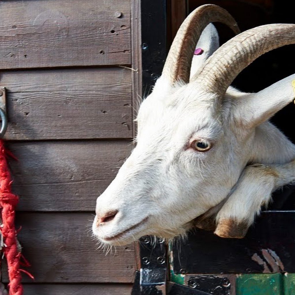 Kentish Town City Farm