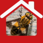 P2K Pest Control Problem’s logo
