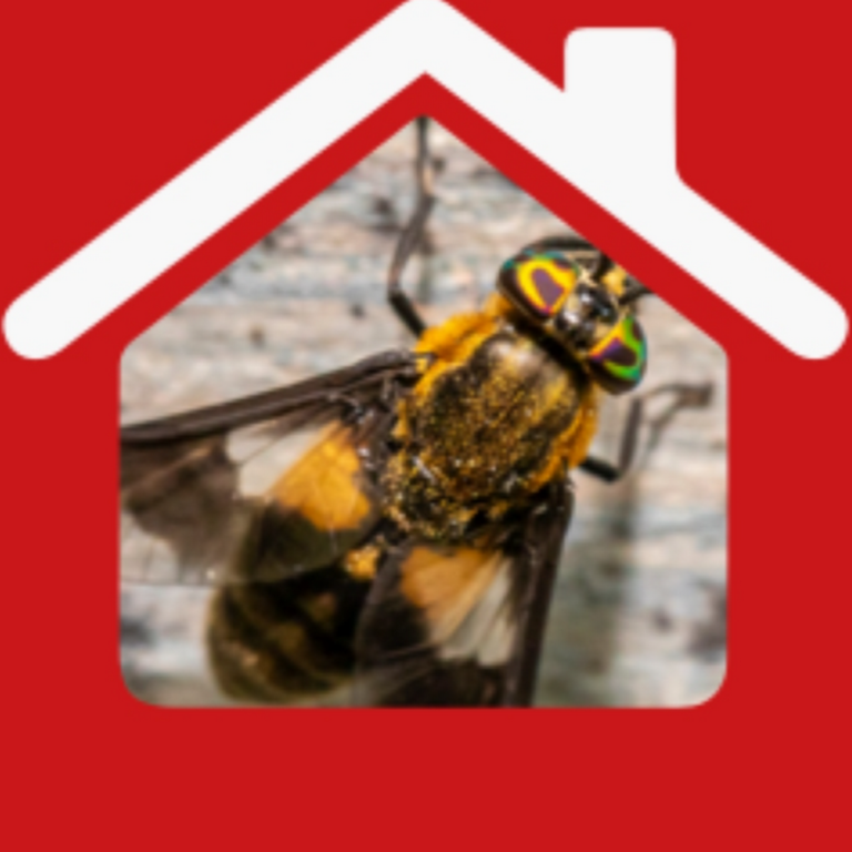 P2K Pest Control Problem’s