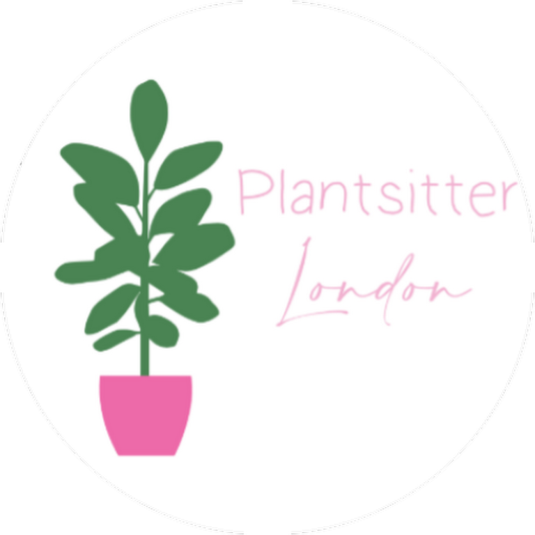 Plant Sitter | London – Exclusive Plant Care, Repotting & Rescue Services
