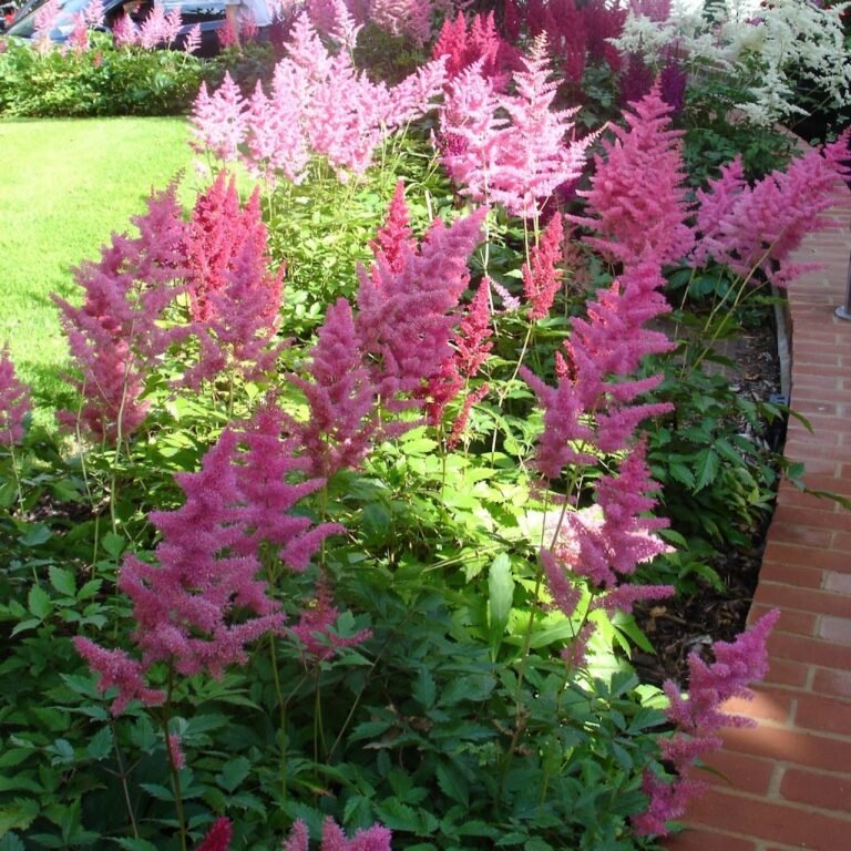 Alfie Bines Gardens