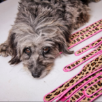 Holly&Lil logo